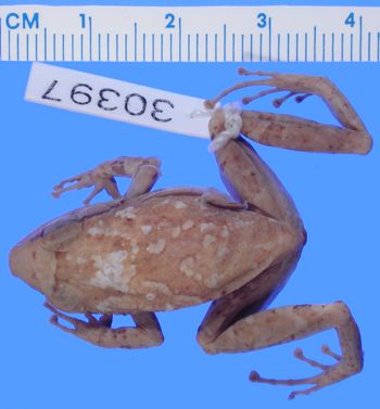 Media type: image; Herpetology A-30397